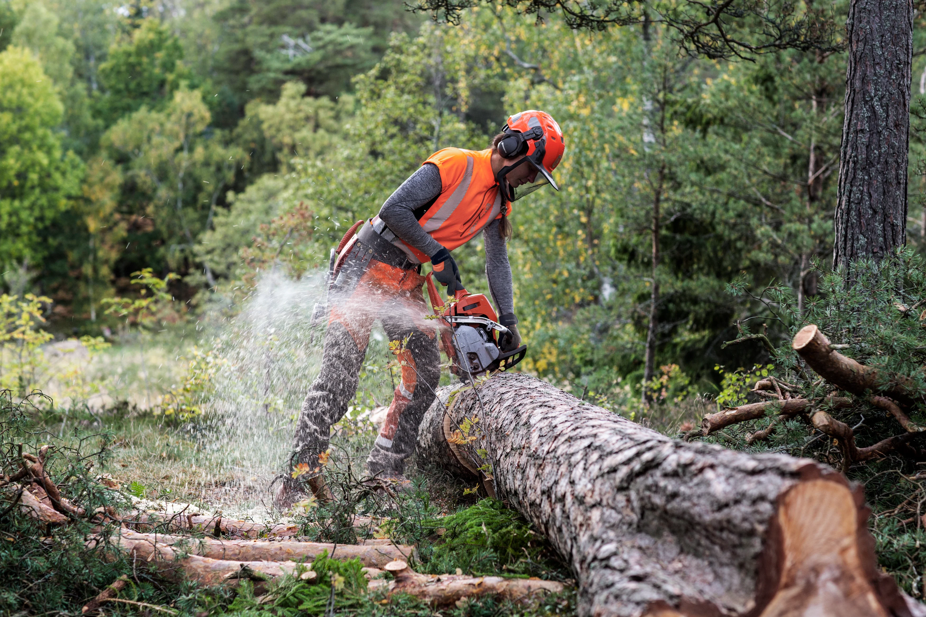 Forstarbeiterin mit Helm und Schutzkleidung sägt mit einer Husqvarna Motorsäge einen liegenden Baumstamm im Wald durch.