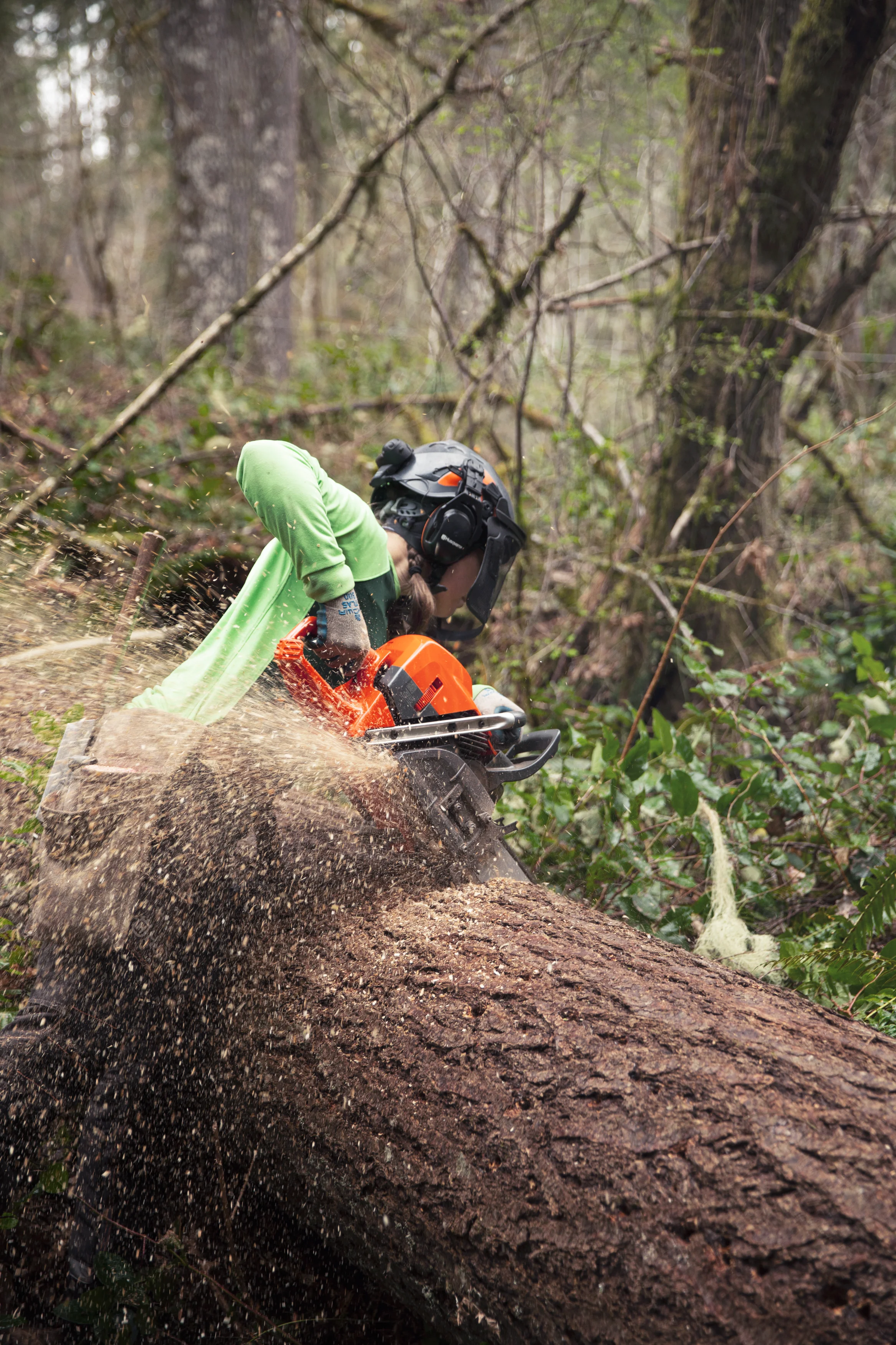 Forstarbeiter kappt einen dicken Baumstamm im Wald mit der Husqvarna 585 Motorsäge unter starkem Sägemehlauswurf.