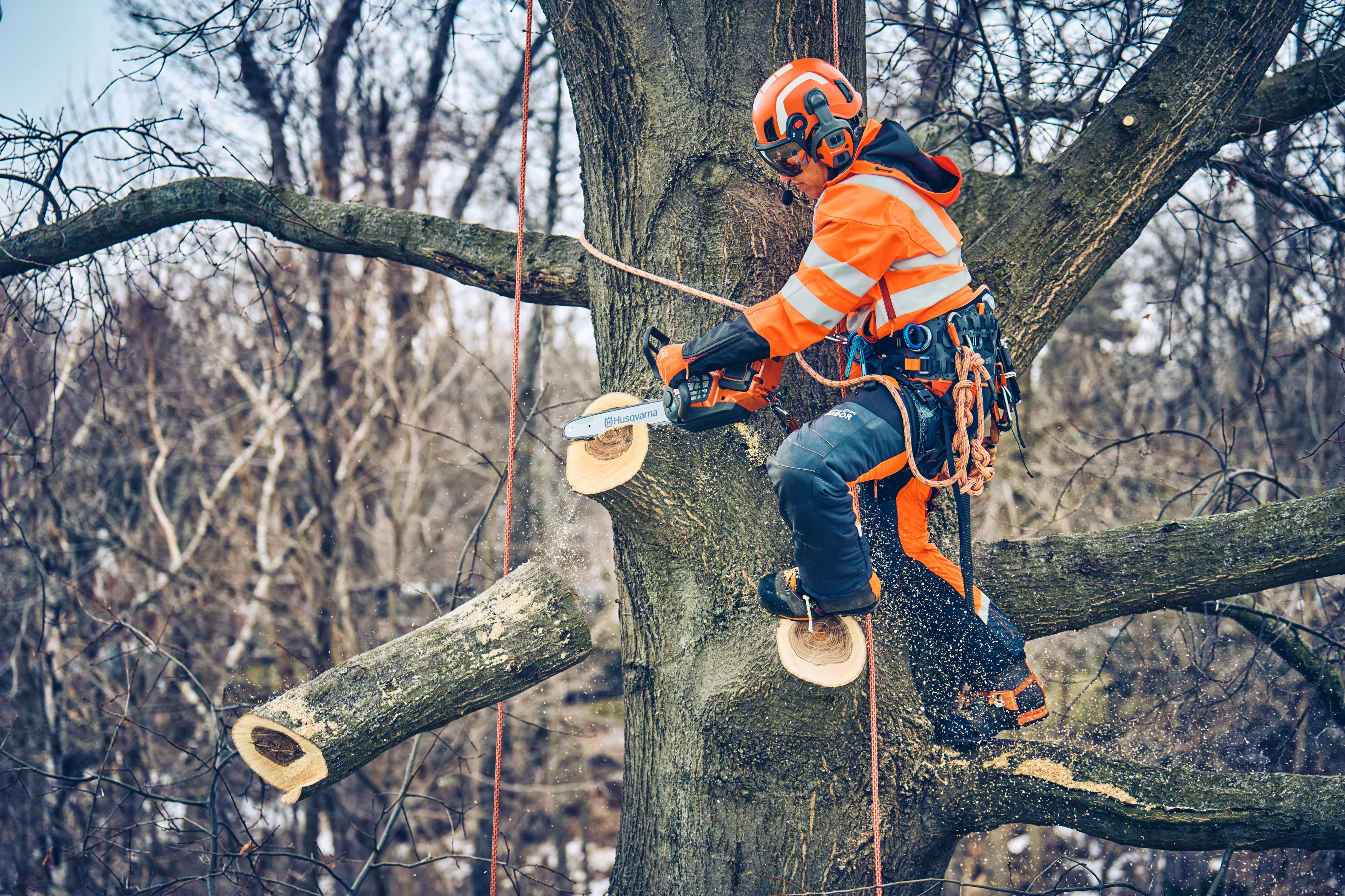 Baumpfleger in orange-blauer Schutzkleidung klettert gesichert im Baum und sägt einen Ast mit einer Husqvarna T542i XP Akku-Tophandle-Motorsäge ab.