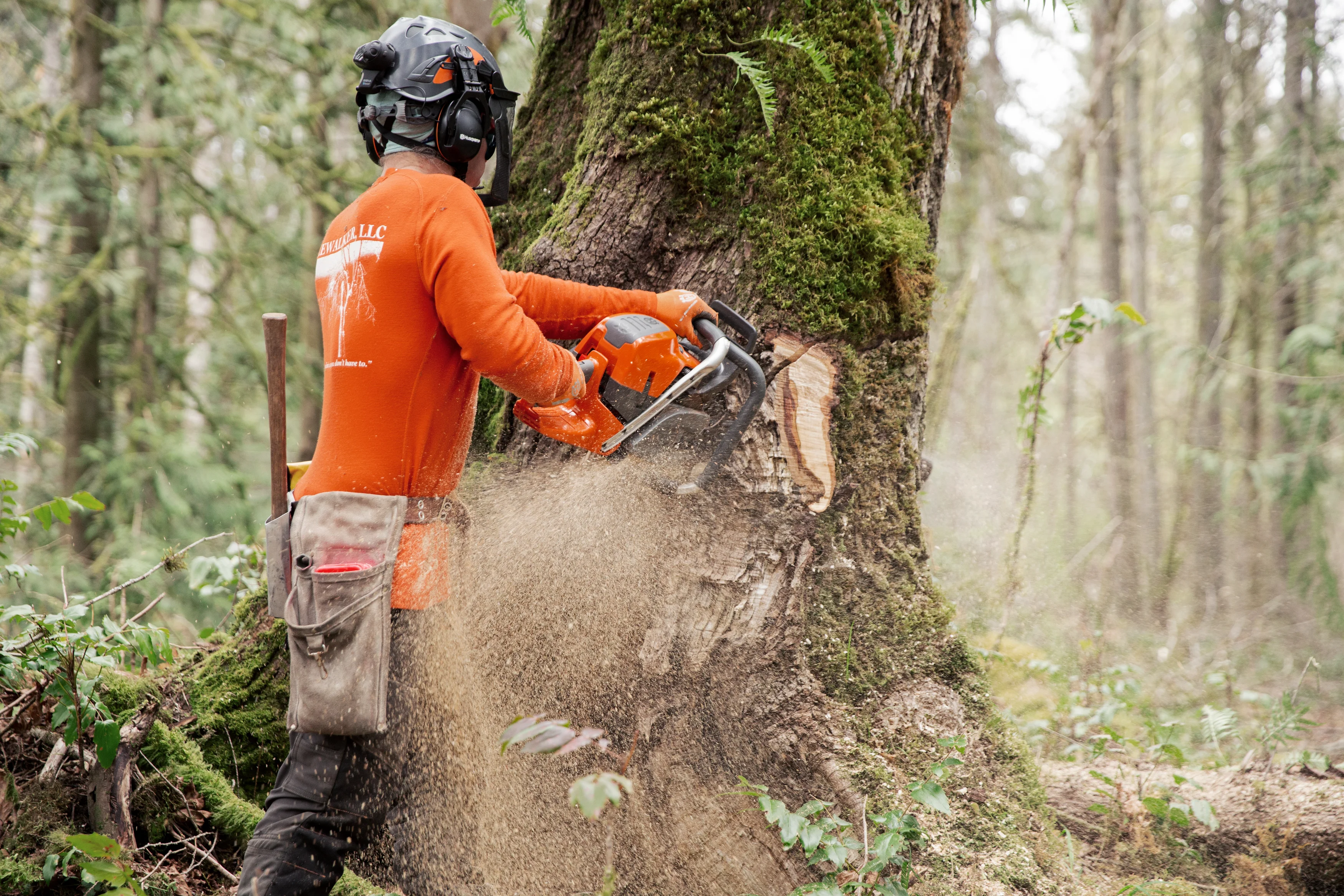 Waldarbeiter führt einen Fällschnitt an einem starken Stamm mit der Husqvarna 592 XPG und 24-Zoll-Schwert aus.