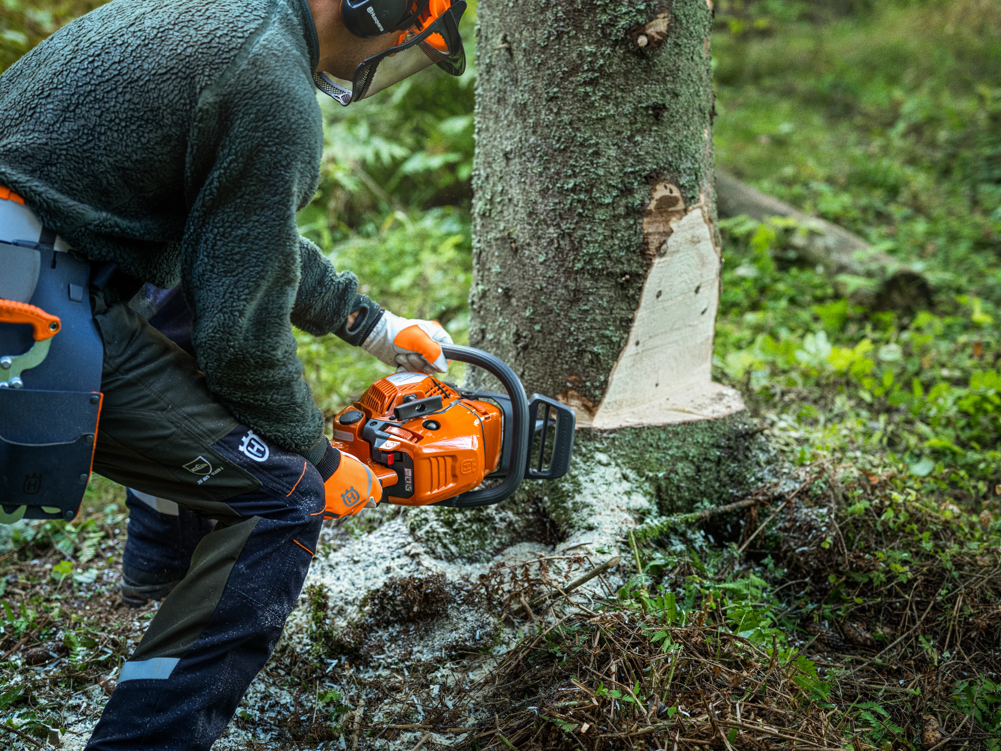 Waldarbeiter setzt mit einer orangefarbenen Husqvarna 450X Motorsäge einen Fällschnitt an der Basis eines Nadelbaums an.