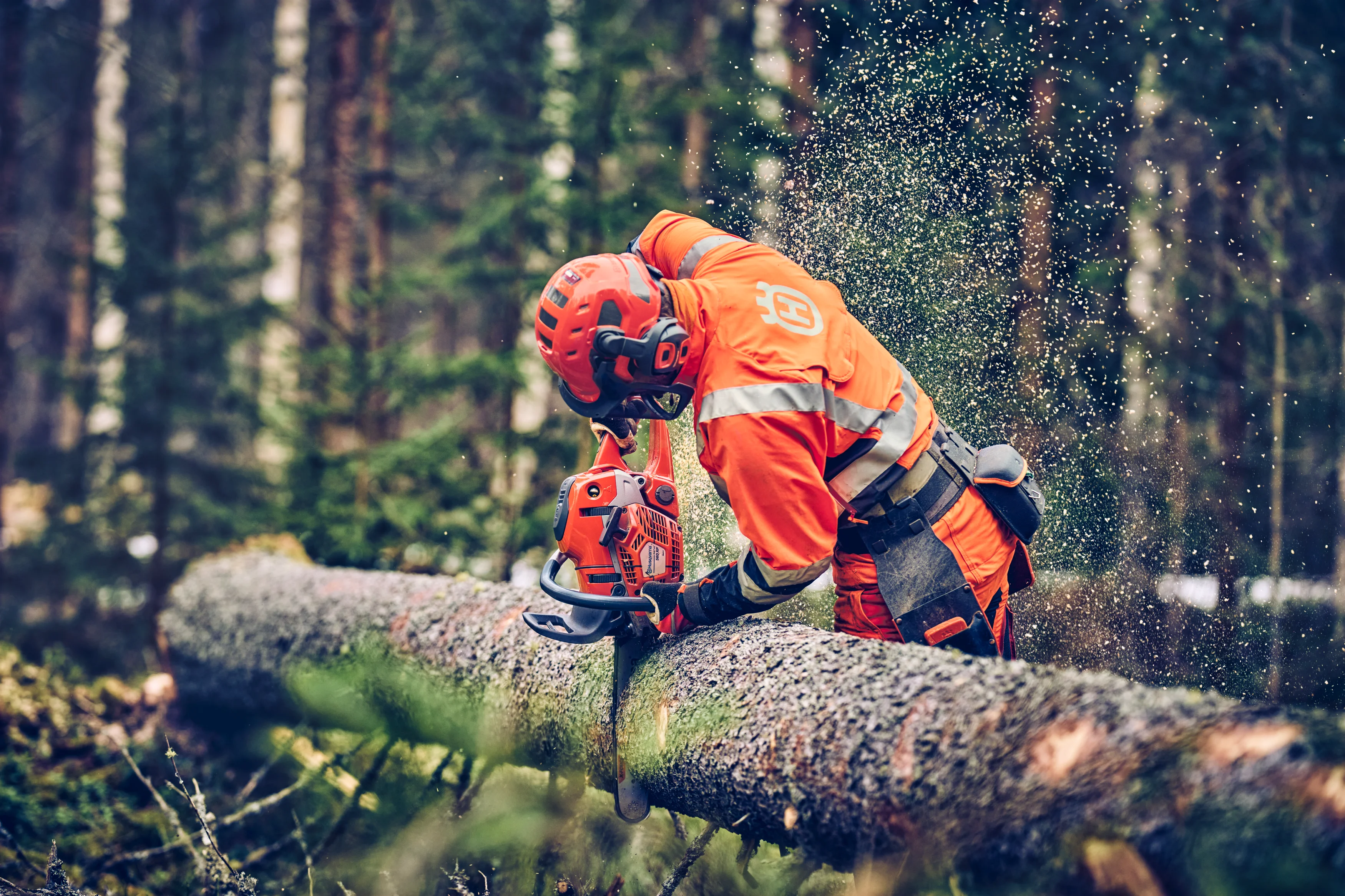 Forstwirt mit Schutzkleidung entastet einen gefällten Baumstamm im Nadelwald mit einer Husqvarna Motorsäge.